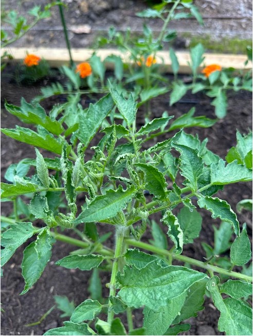 tomato-leaves-curling