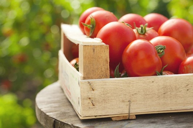 arranging-tomatoes