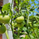 ripening-green-tomatoes