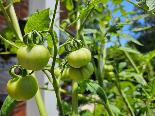 ripening-green-tomatoes