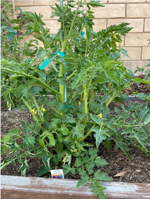 fully-grown-tomato-plants