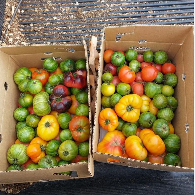 green-tomatoes-in-cardboard-box