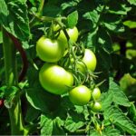 green-tomatoes-on-trees