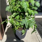 growing-tomato-plant