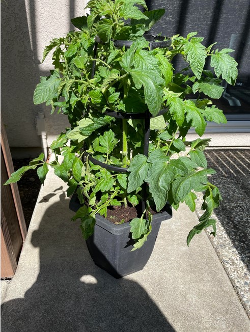 growing-tomato-plant