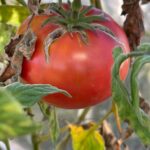 tomato-growing