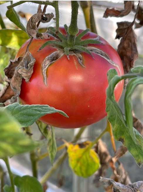 tomato-growing