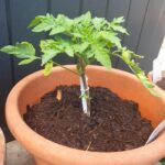 tomato-plant-pot