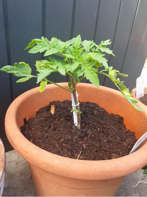 tomato-plant-pot