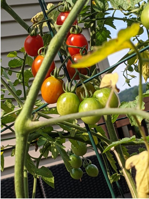 tomato-plant-with-tomatoes