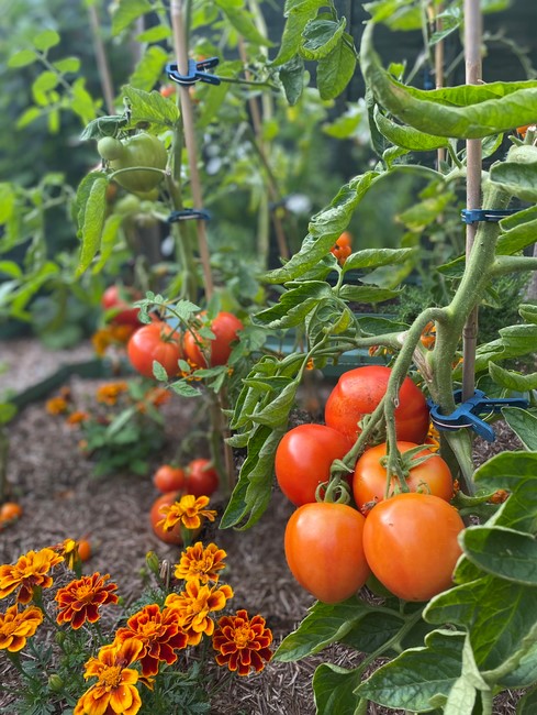 tomato-plants