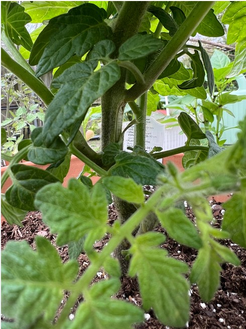 tomato-prunning-mistakes