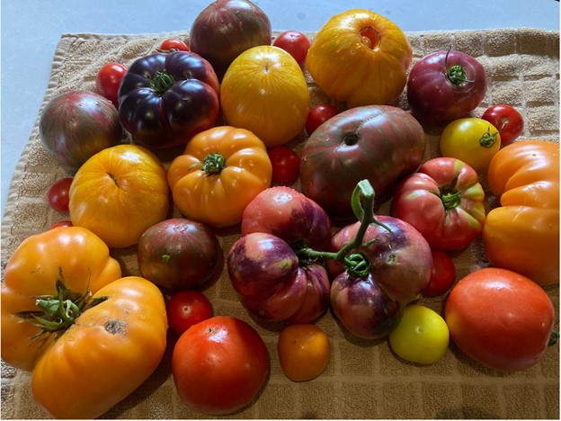 tomato-varieties