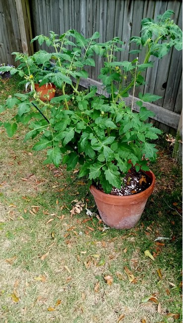 tomato=plants-outdoor