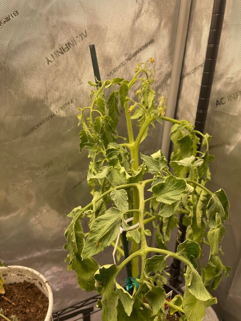 underwatering-tomato-plant