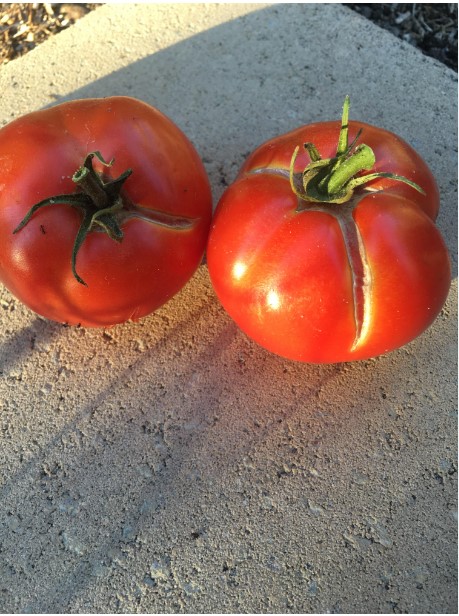 tomato-splitting