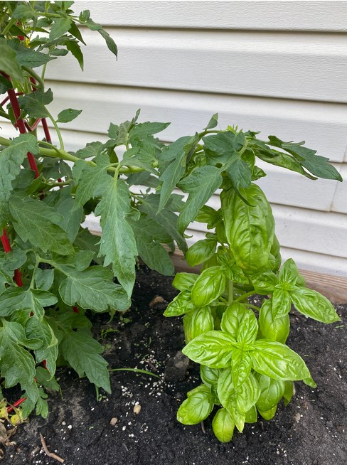 basil-tomatoes-backyard