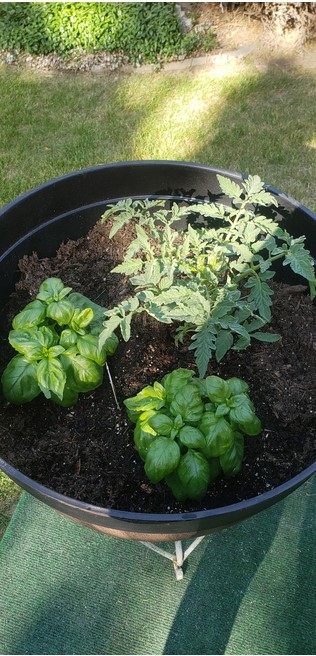 basil-tomatoes-in-a-single-pot