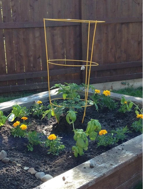 basil-tomatoes-in-garden-bed