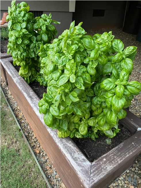 basil