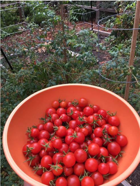 bowl-tomatoes