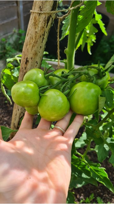 tomatoes-not-turning-red