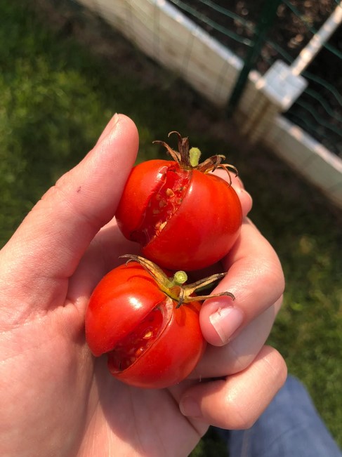 split-tomatoes