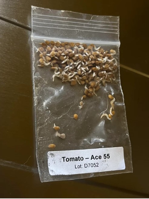 sprouted-tomato-seeds