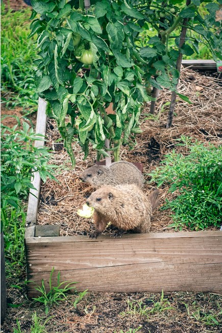 squirrels-tomatoes