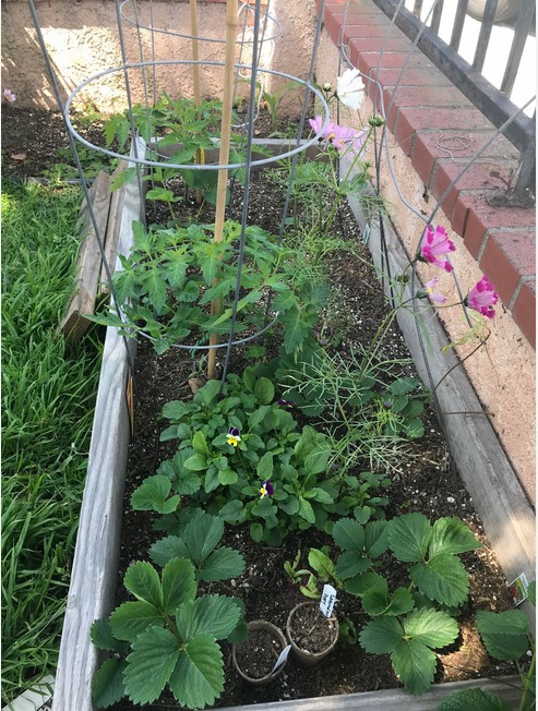 strawberry-tomatoes-together