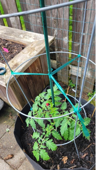 tomato-cage