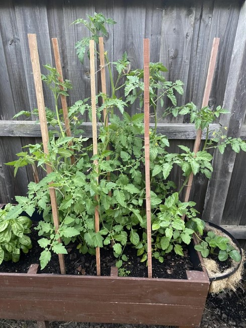 tomato-plant-staking