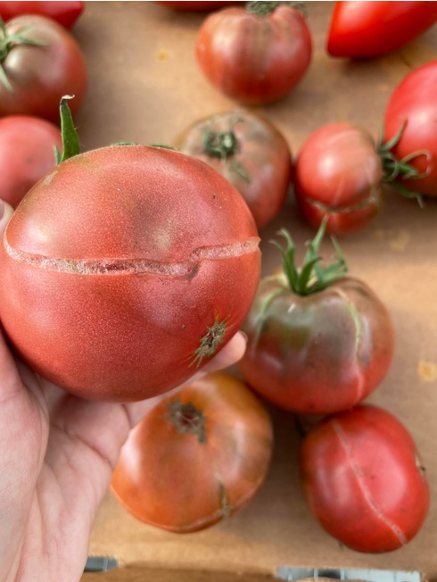 tomatoes-crack