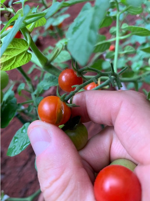 tomatoes split