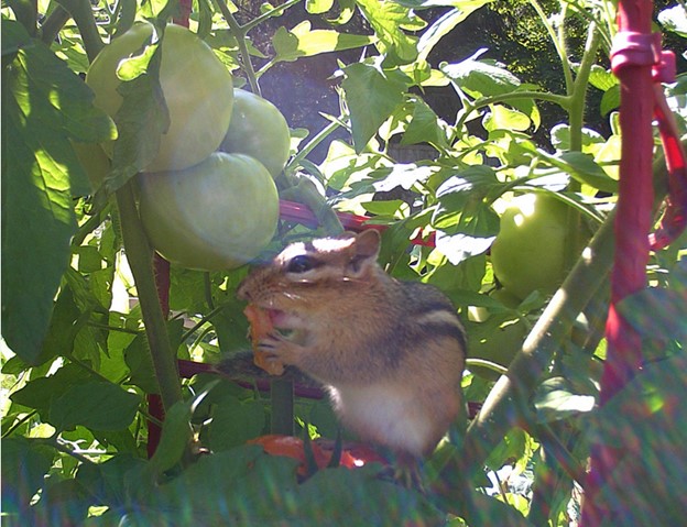 tomatoes-squirrels