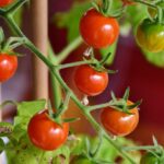 growing-patio-tomatoes