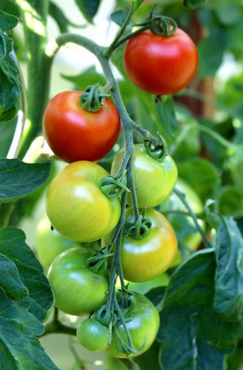 patio-tomatoes-growing-guide