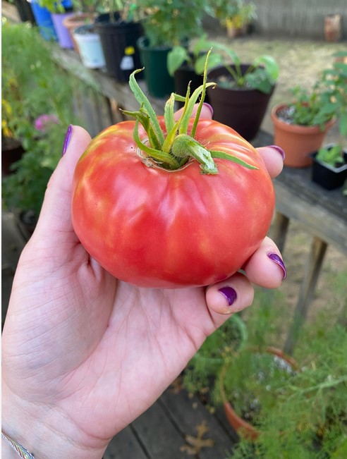 beaf-steak-tomatoes