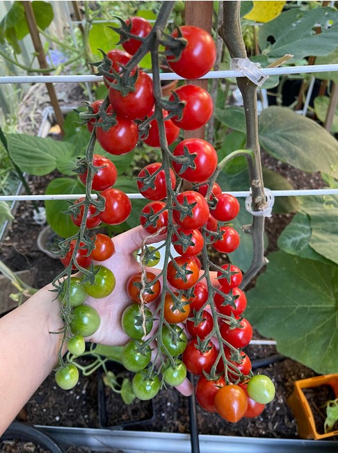 cherry-tomatoes-feature-image