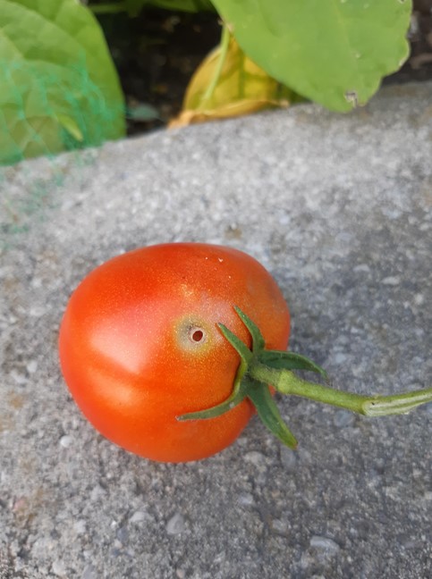 holes-tomatoes