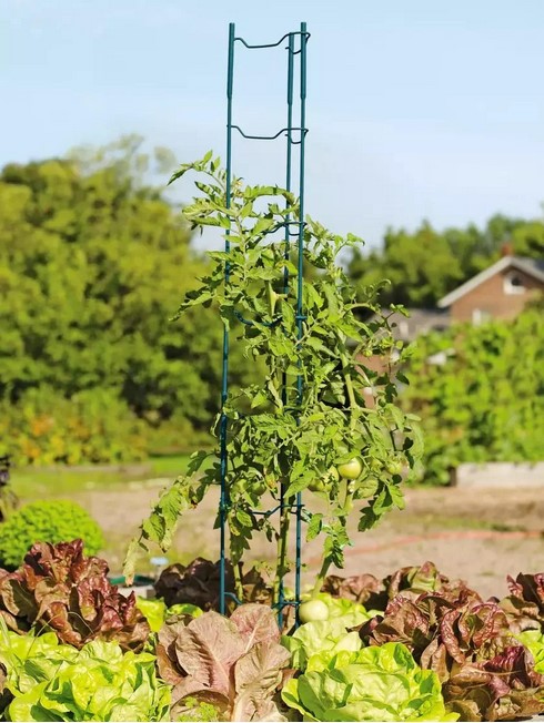 tomato-ladders