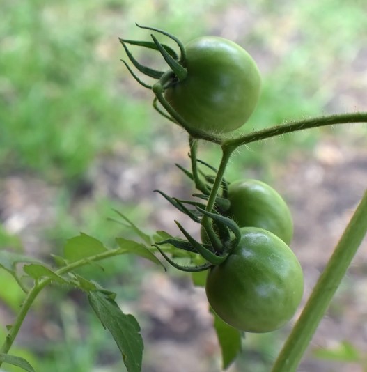 storing-green-tomatoes