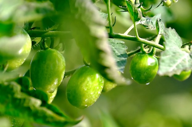 green-tomatoes