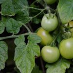 creative-ways-to-use-green-tomatoes