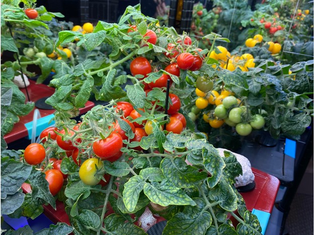 cherry-tomato-plant