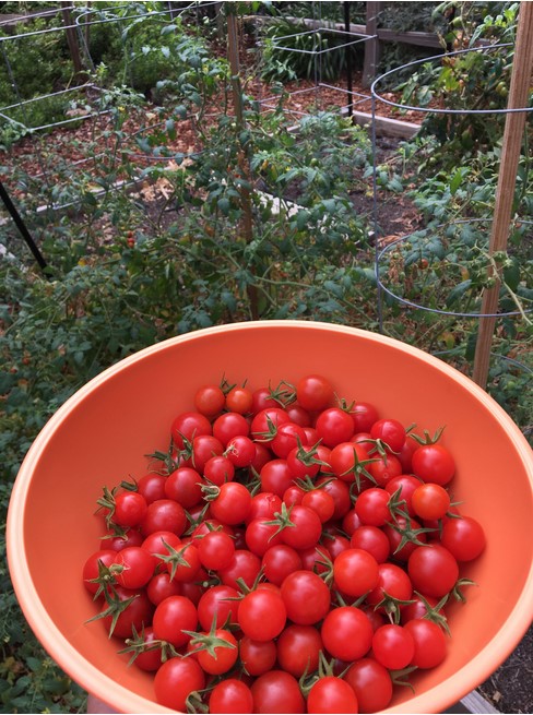 cherry-tomatoes-in-a-bowl