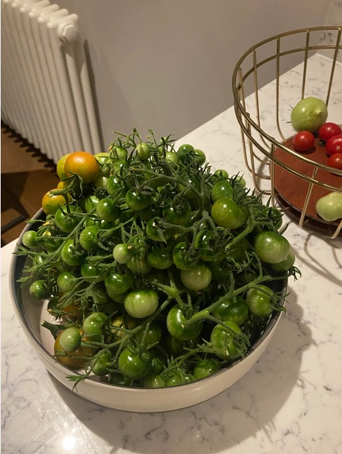 green-tomatoes-in-a-bowl