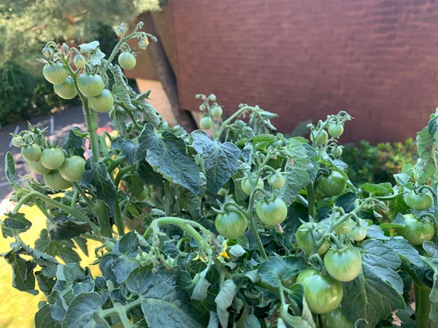 green-tomatoes-stopped-ripening-on-the-vine