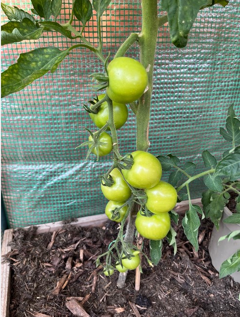 green-tomatoes