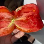 mealy-textured-tomatoes